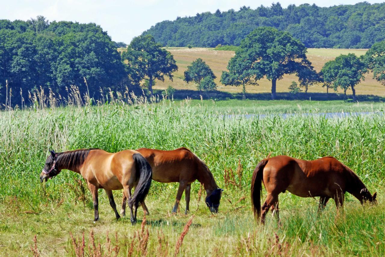 Selliner Ferienwohnungen Dış mekan fotoğraf